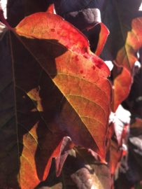Of Blue Skies and Autumn Leaves