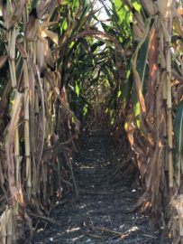 Flitting Between Water Bottles and Rows of Corn