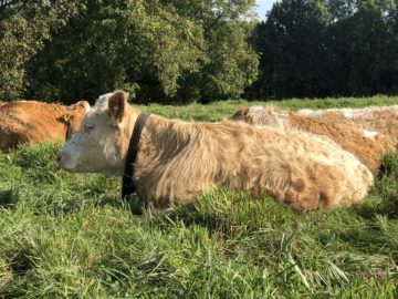 A cow, resting at lunch time