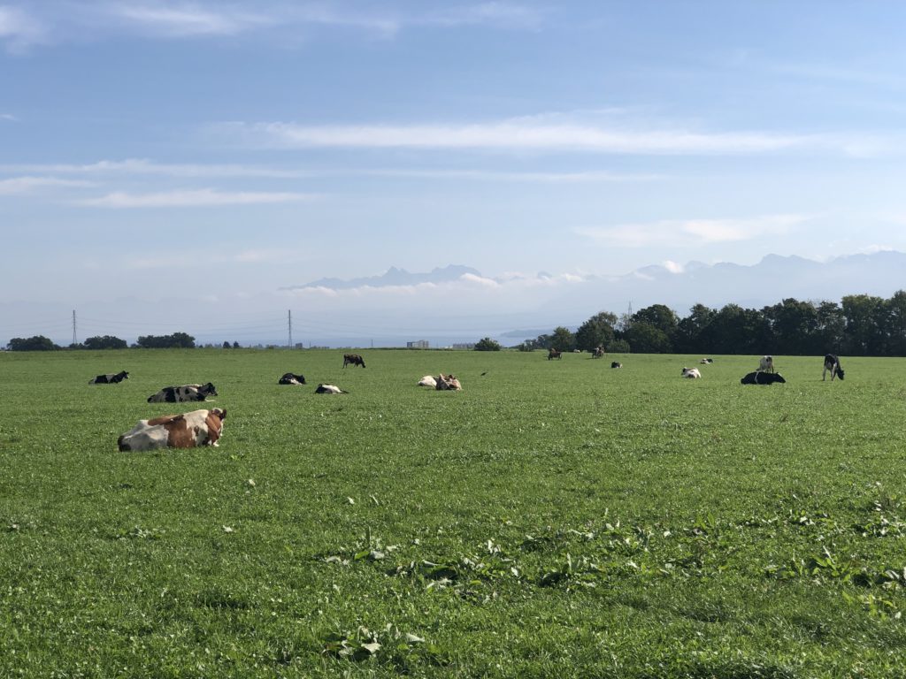 A field, cows, and the Alps