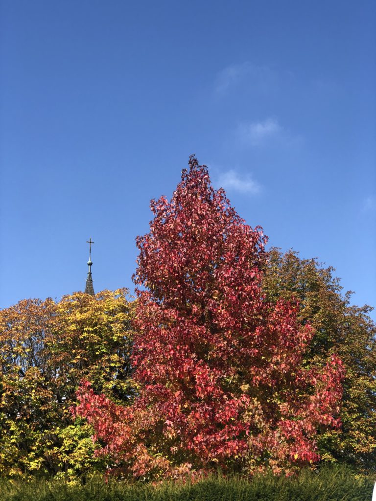 Autumn red leaves on a tree