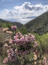 A Walk By The Mediterranean.