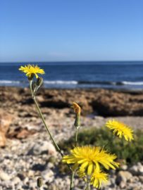 Another Walk By The Mediterranean.