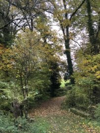 A bridge covered in dead leaves