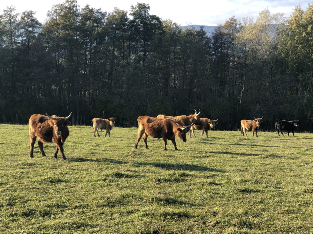 Cows eating grass between Switzerland and France