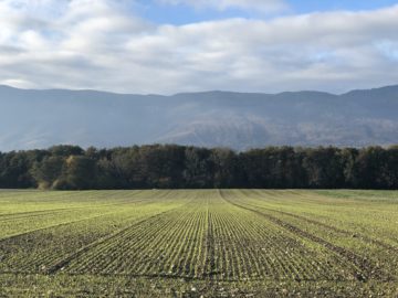 Young growth on a field, lined up with the Jura