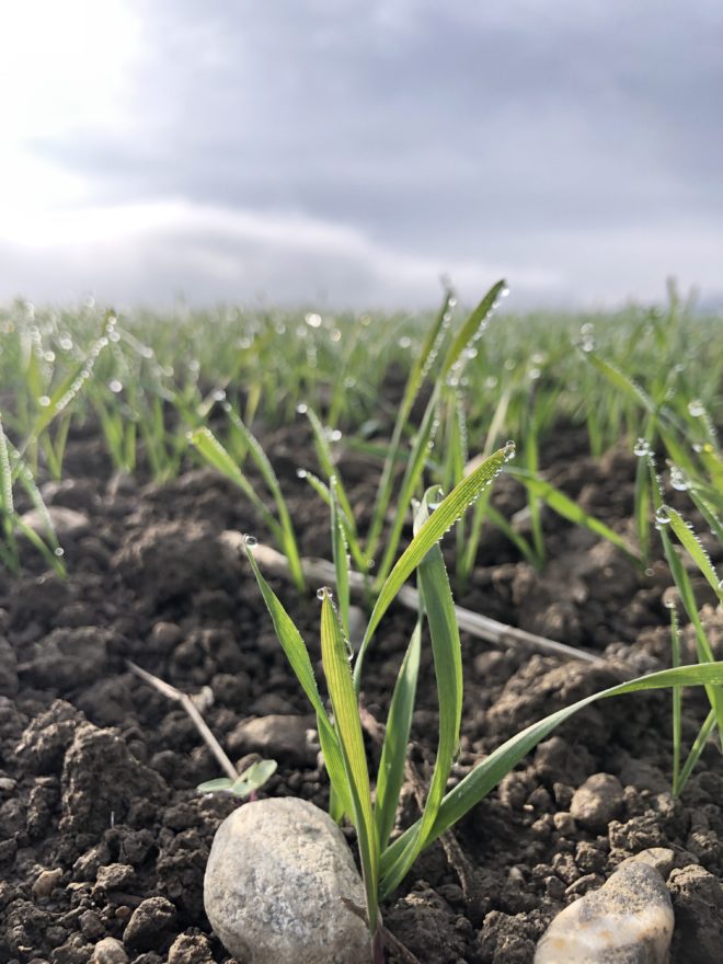 Grass growing in a field