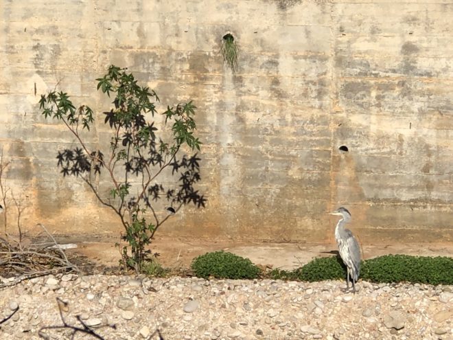 Sailing, Paddle Boarding, Wind Surfing and A Heron