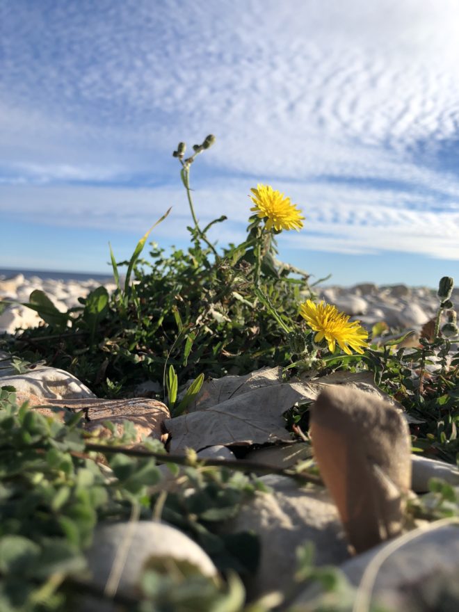 A Flower By the Sea