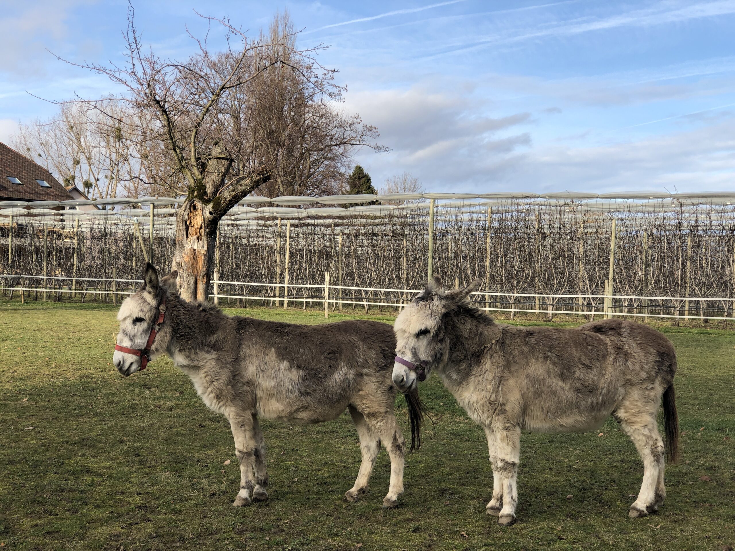 Two Donkeys In The Sun