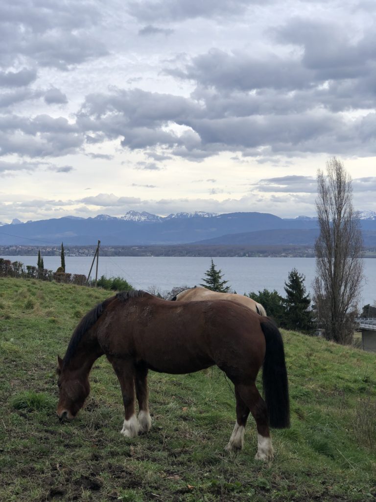Horses grazing, with the alps behind