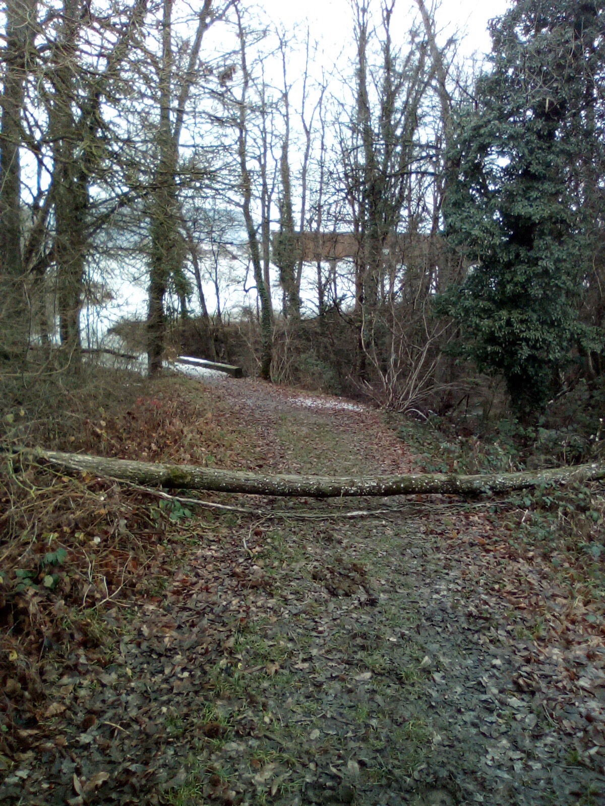 A Fallen Tree. Images taken With The Crosscall S4