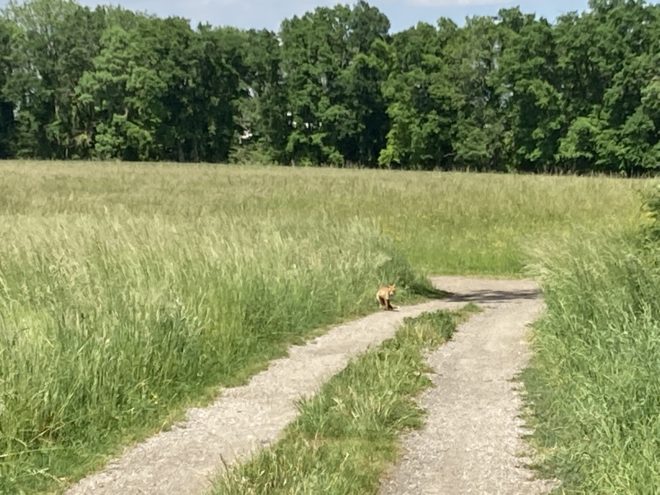 A Weekend Walk During a Pandemic