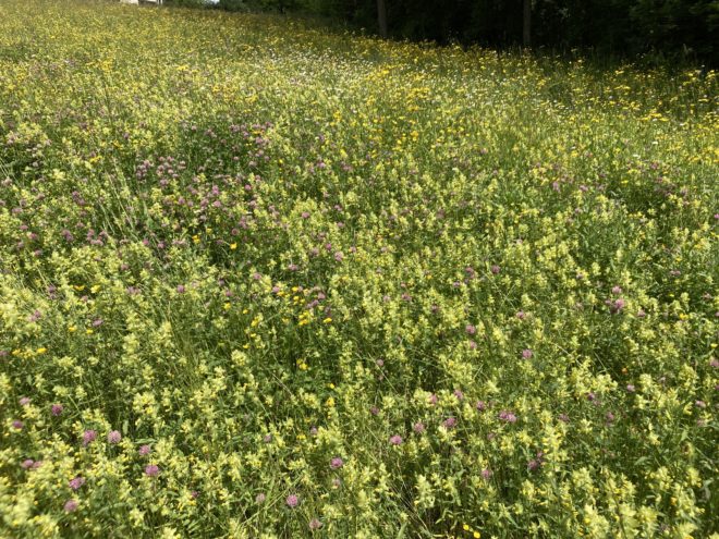 A Field Filled With a Multitude of Flowers