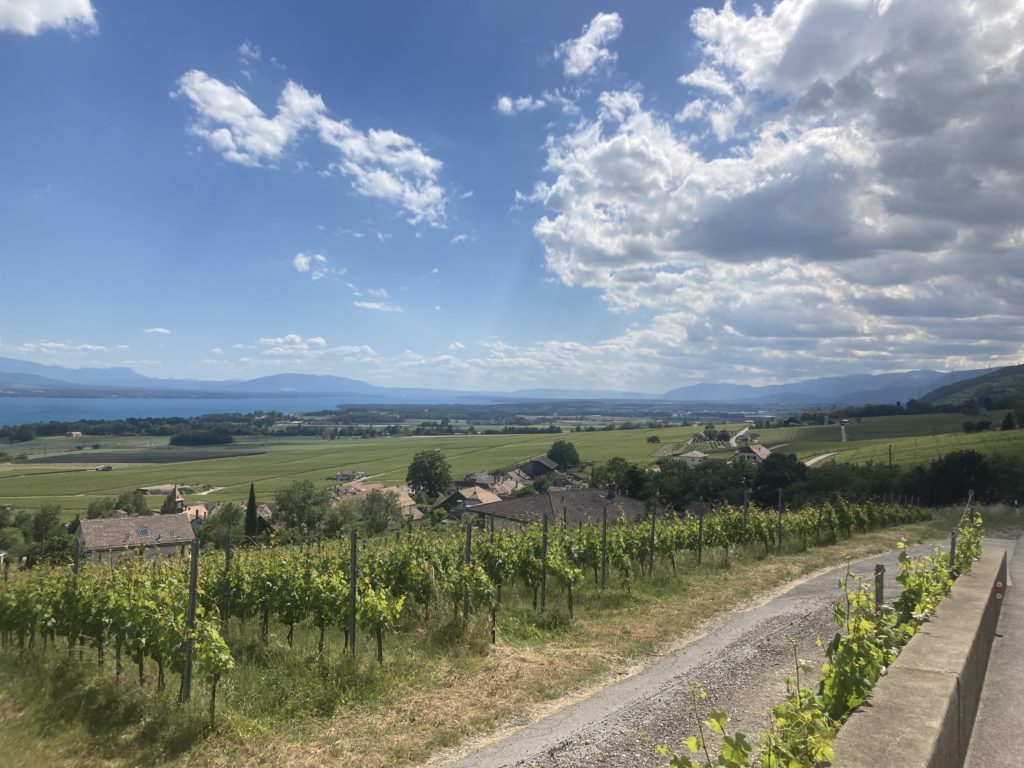 View of Swiss vineyards