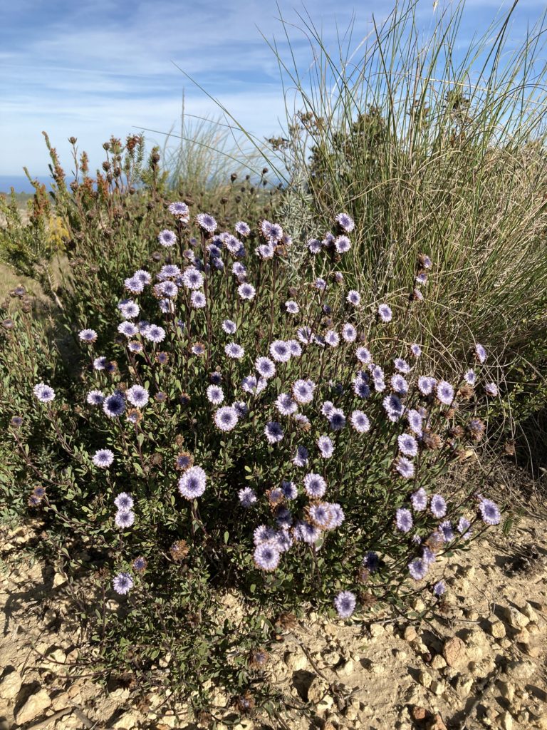 Purple mediterranean flower