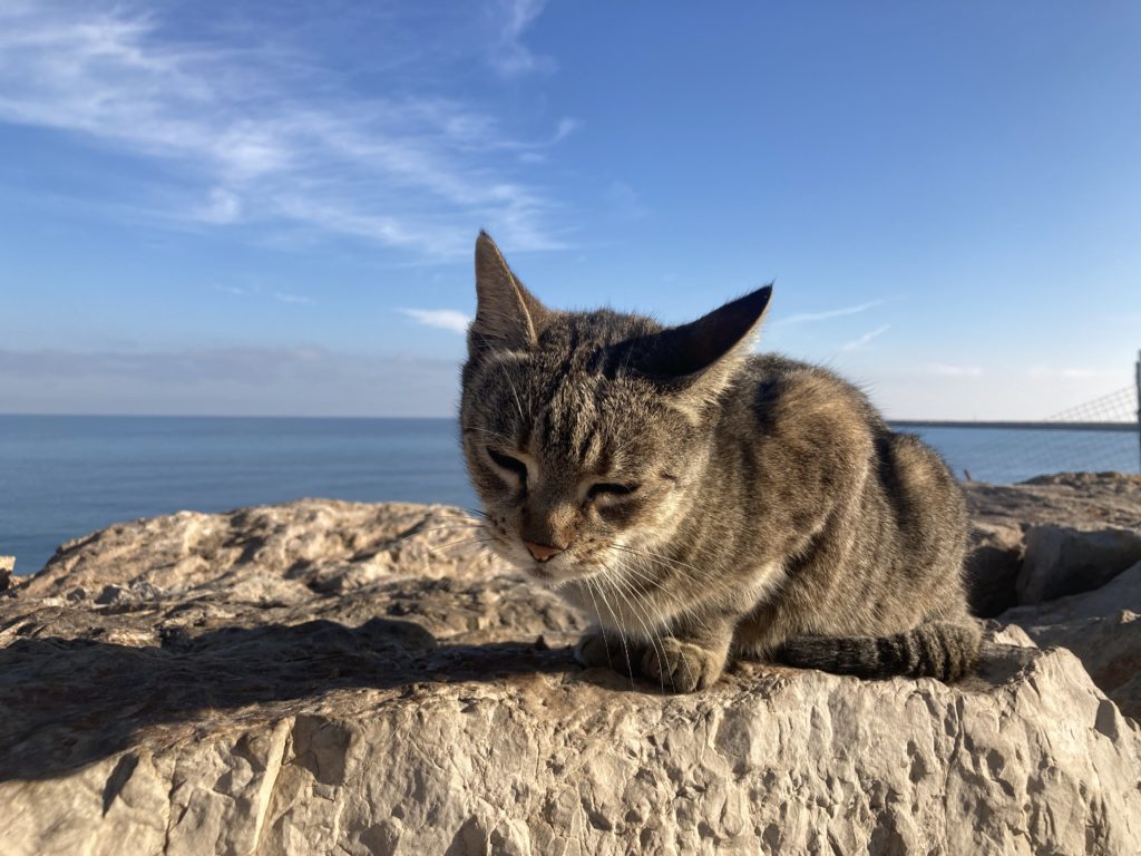 A cat by the Mediterranean Sea