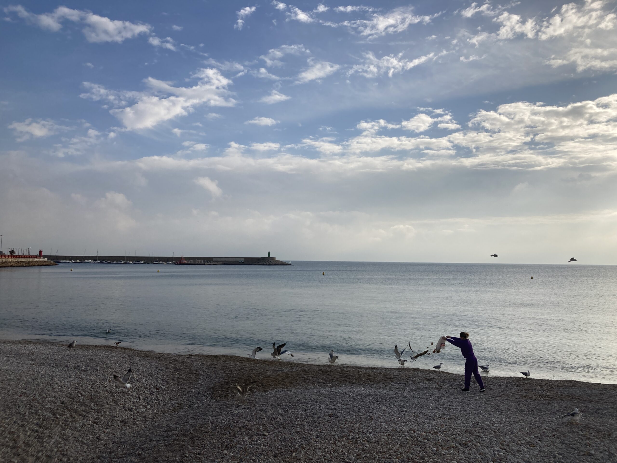 Feeding the Seagulls