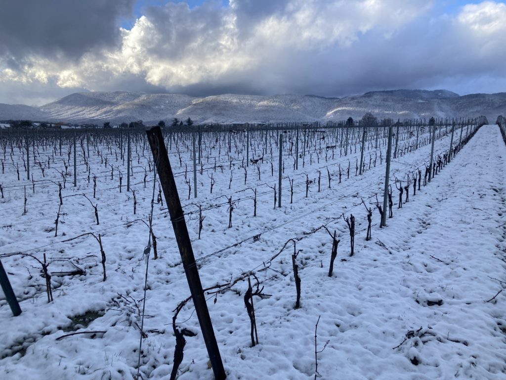 Winter Vines with the Jura behind them