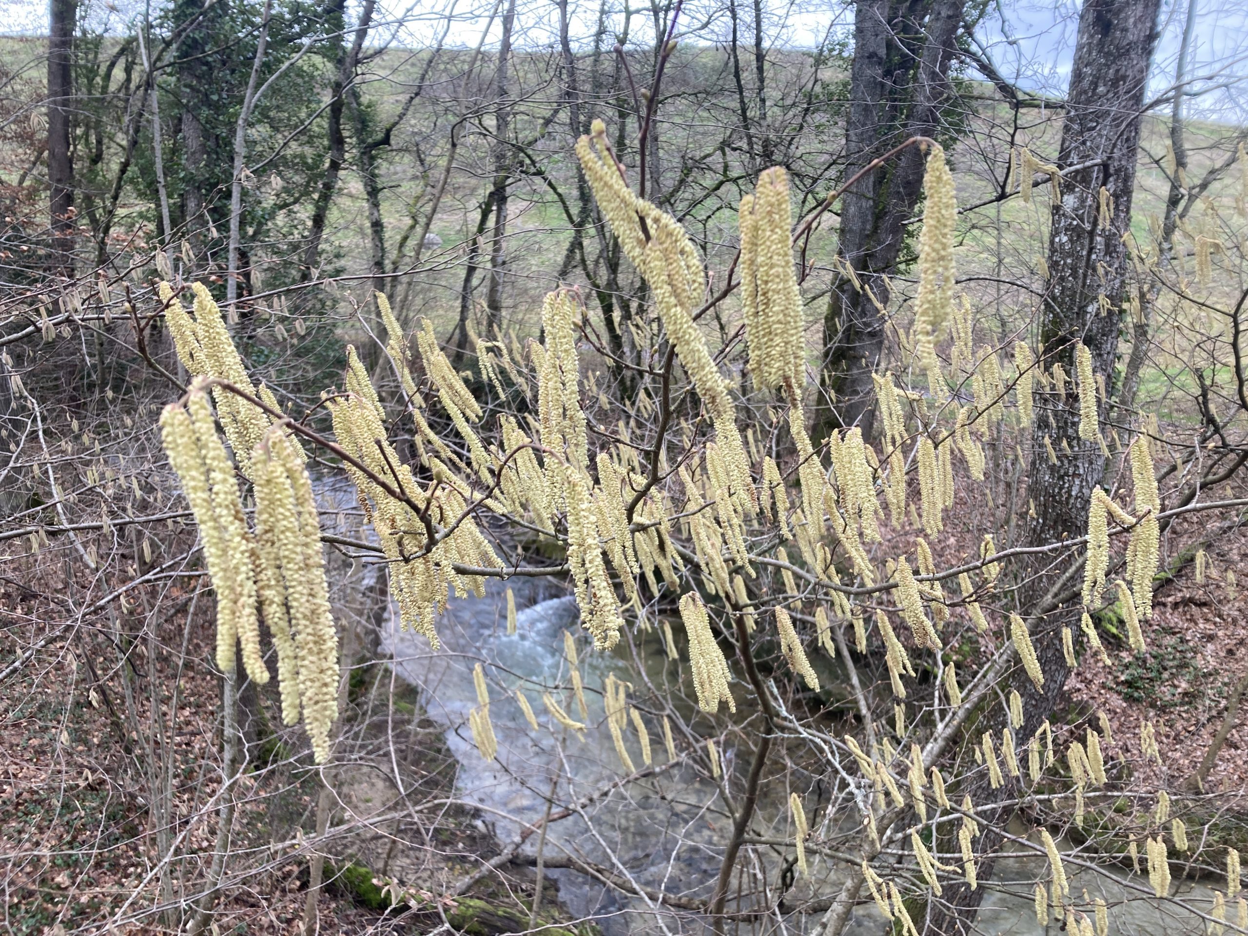 Catkins in January
