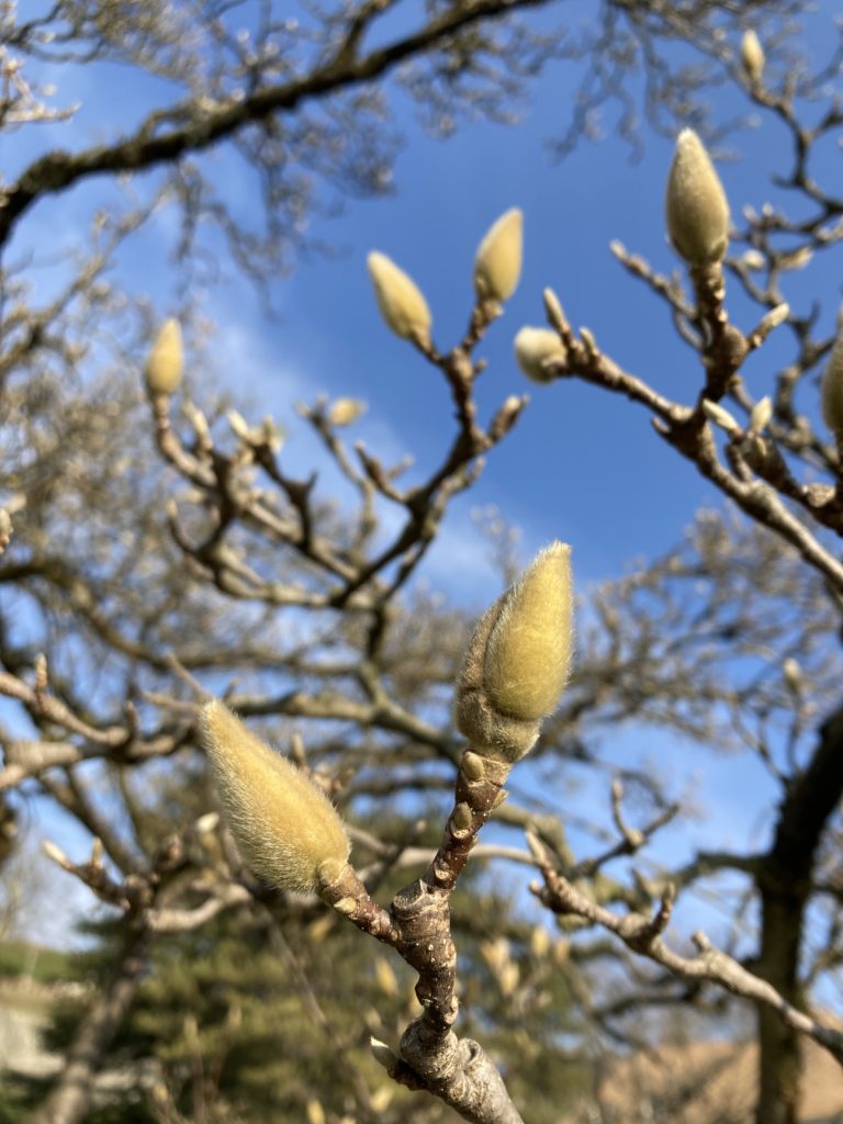 Magnolia buds in Nyon, by the lake