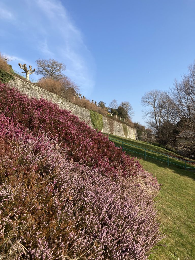 Flowers in spring on the slope behind the Musée du Léman