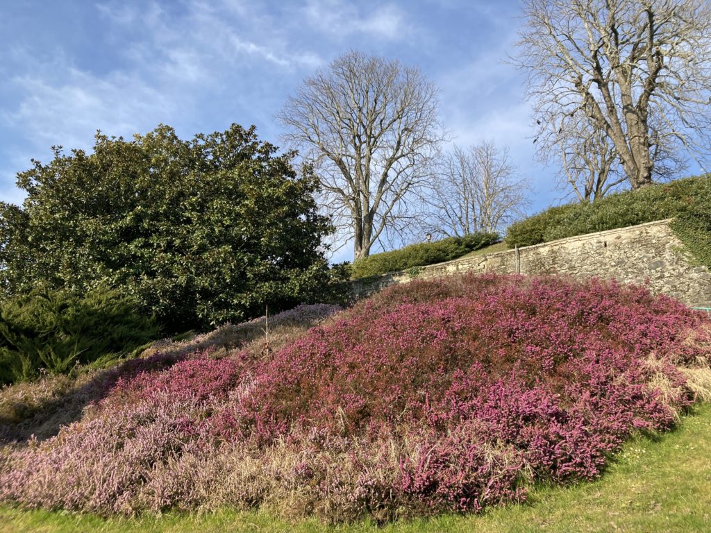 Flowers in spring on the slope behind the Musée du Léman