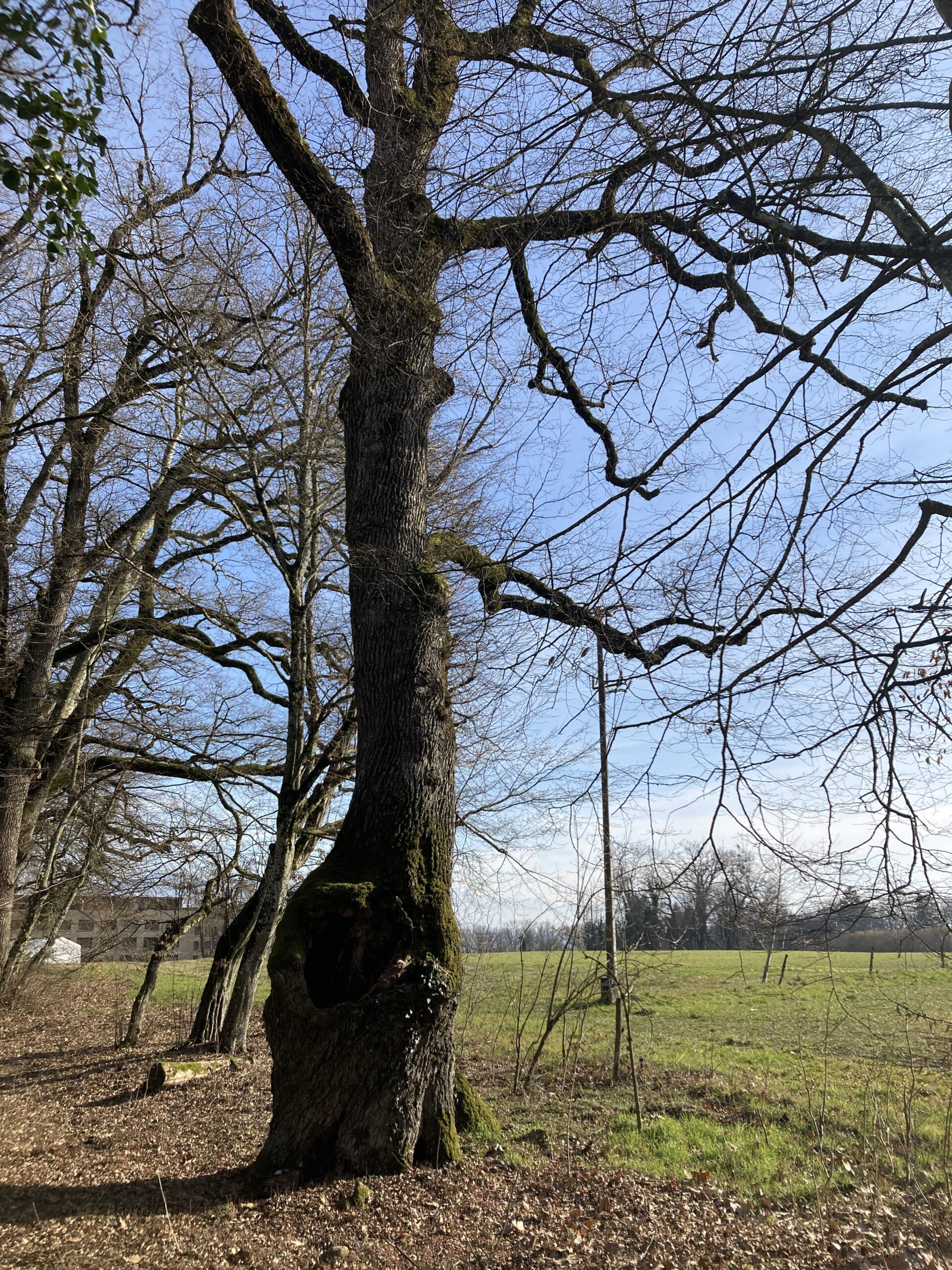 A thick trunked tree, green grass and blue sky