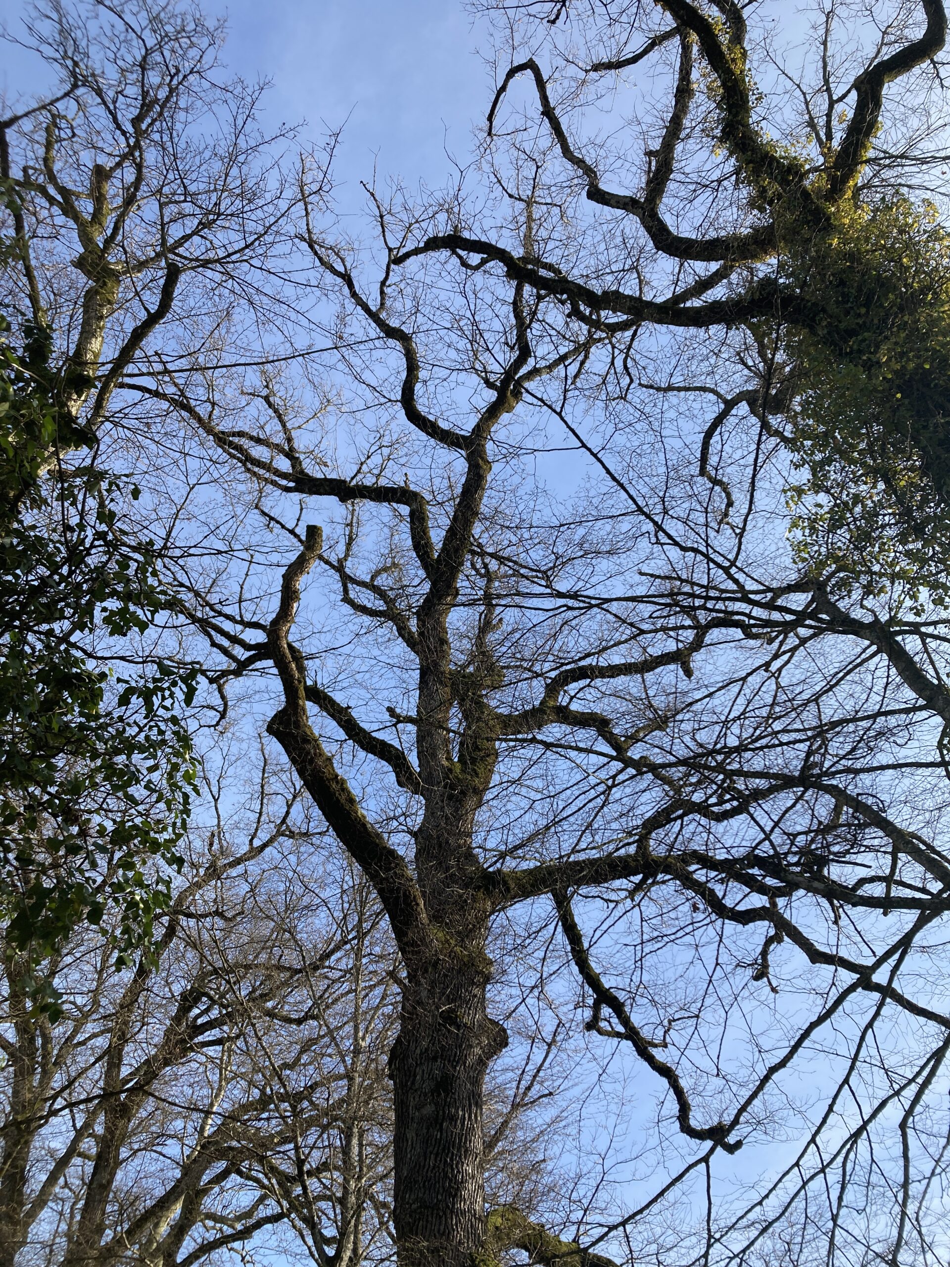 Tree branches against a blue sky