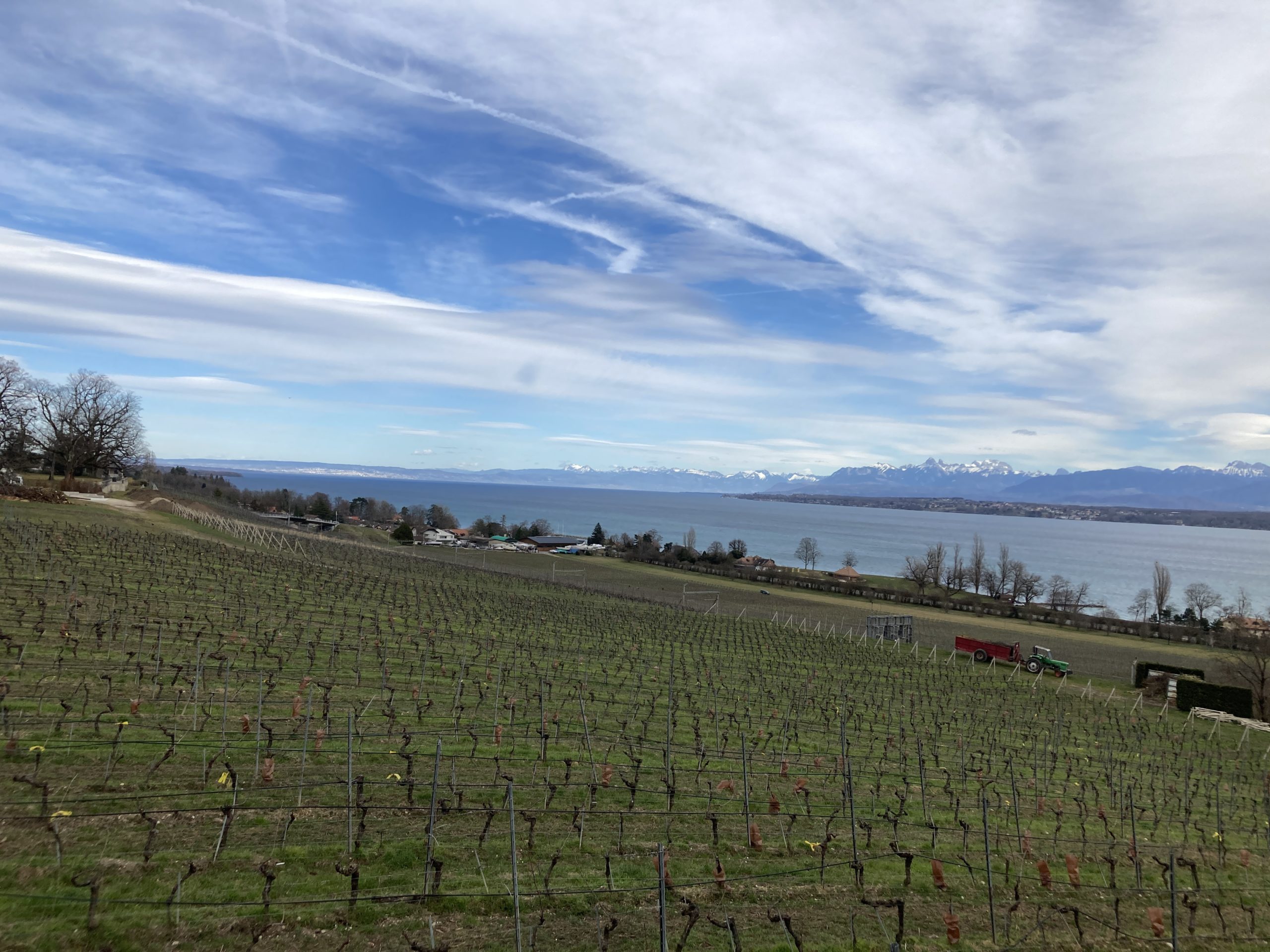 March Vineyards with the Léman and Alps