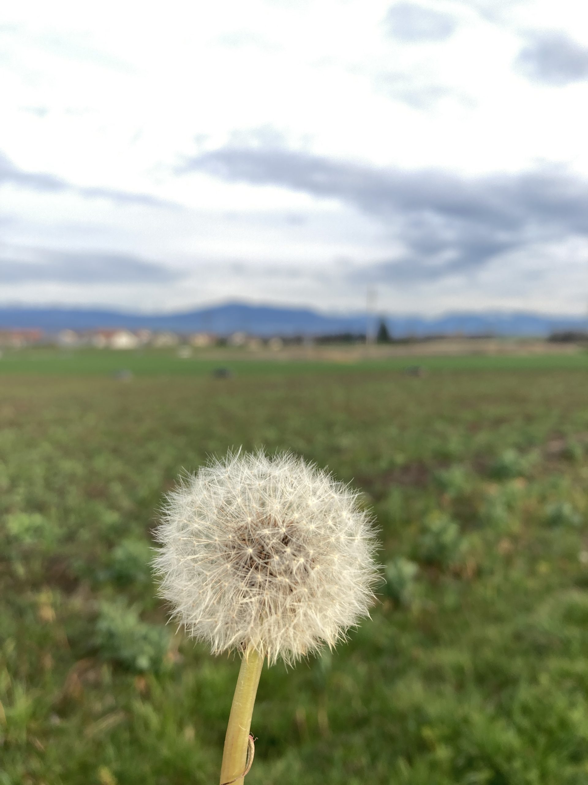 Dandelion with a blurred green field behind it
