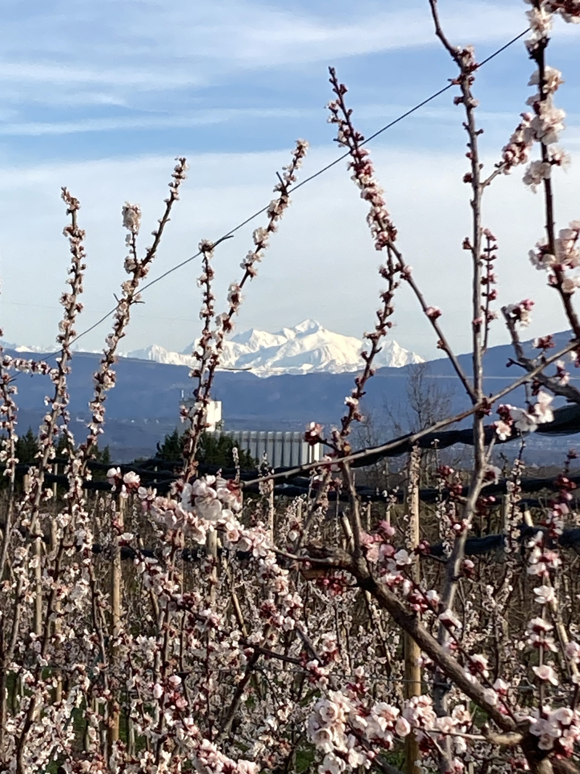 View of the Alps through Spring blossom