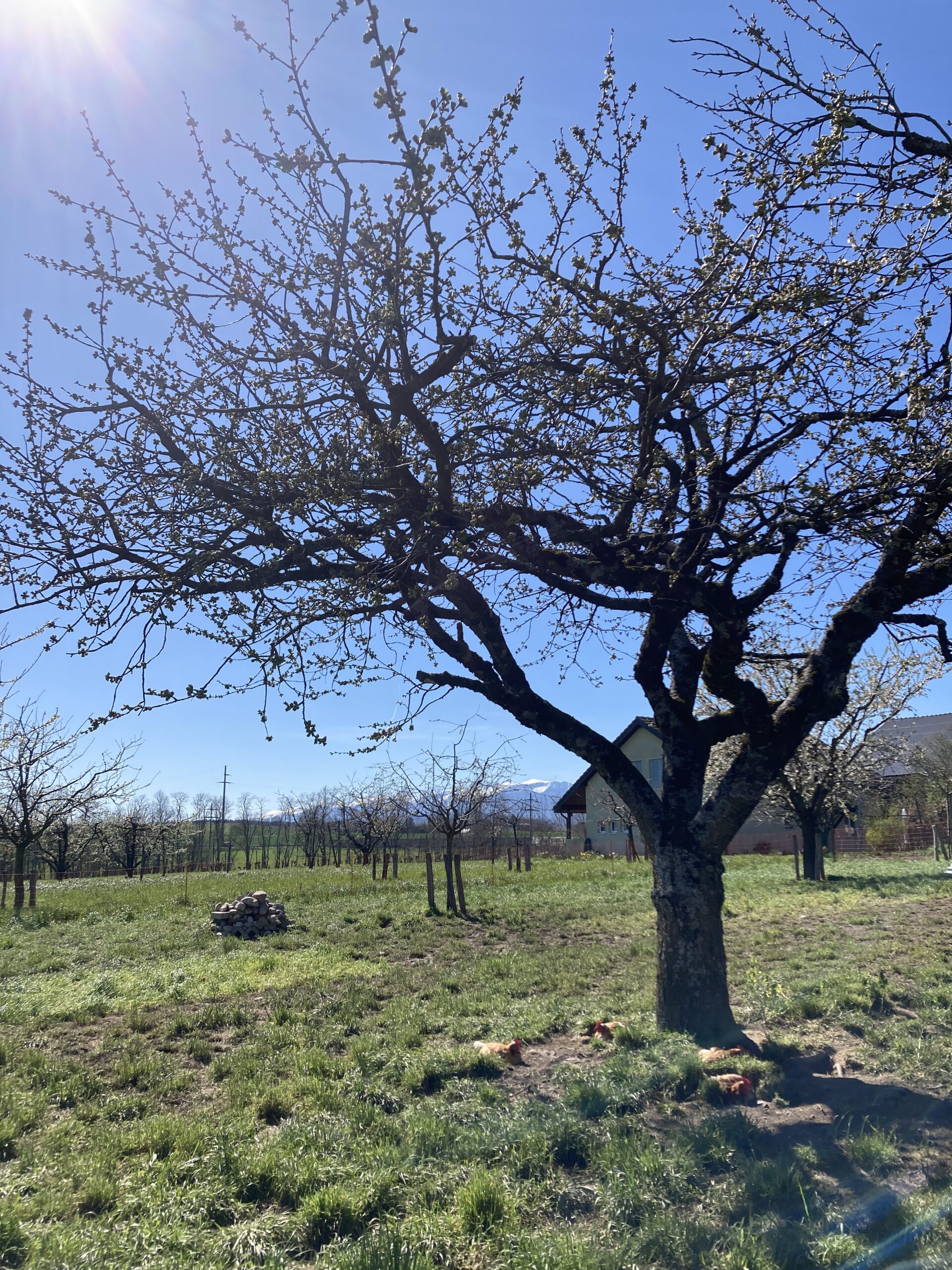 Chickens nesting under a tree