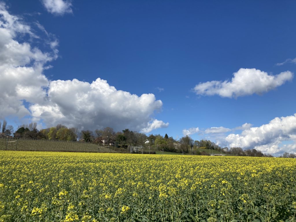 Early colza in the Canton of Vaud