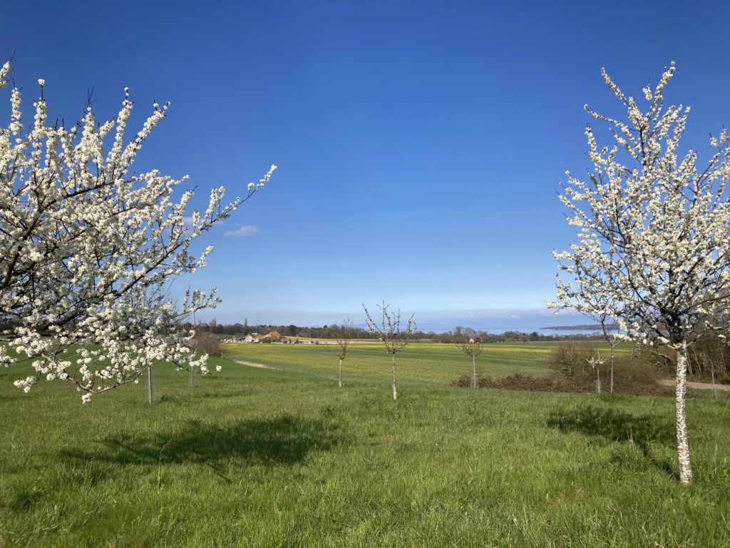 View of Vaud looking towards Lausanne with two trees in bloom and a blue sky