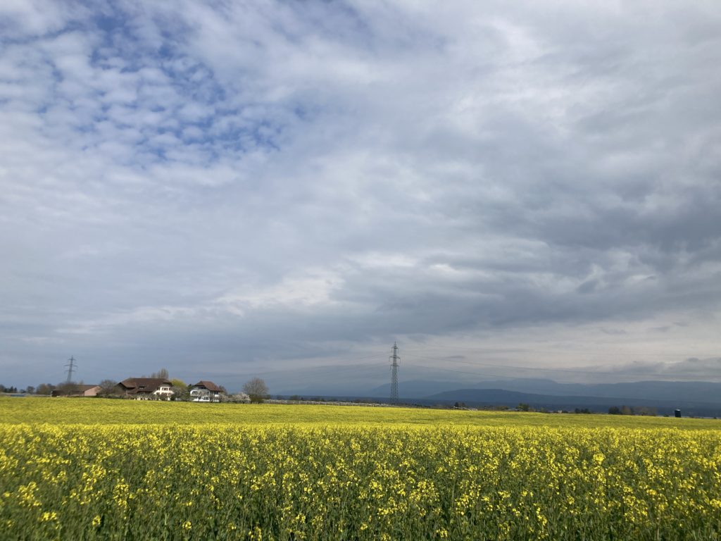 View of the Alps and Colza in Vaud, Switzerland