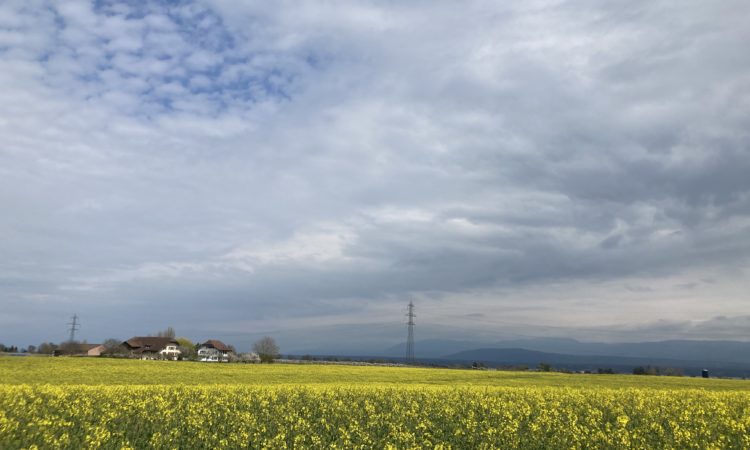 View of the Alps and Colza in Vaud, Switzerland