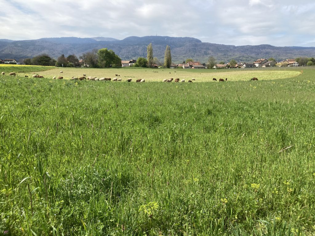 Sheep grazing in a field. 