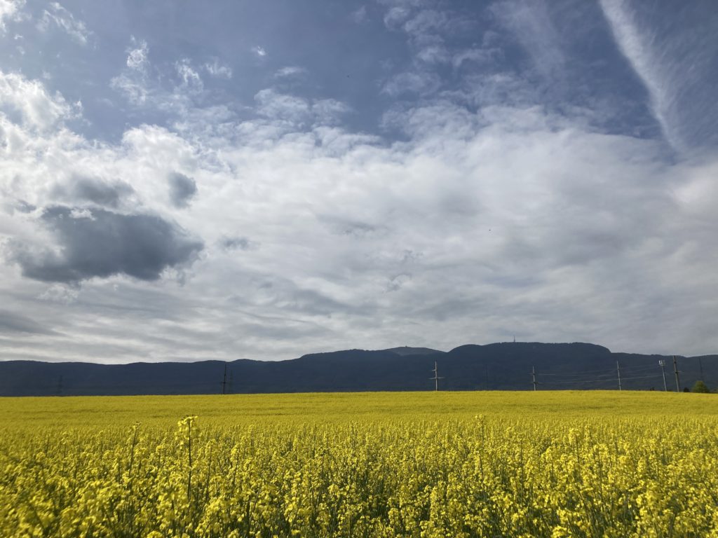 Colza field with the Jura in the background, looking dark due to thick clouds