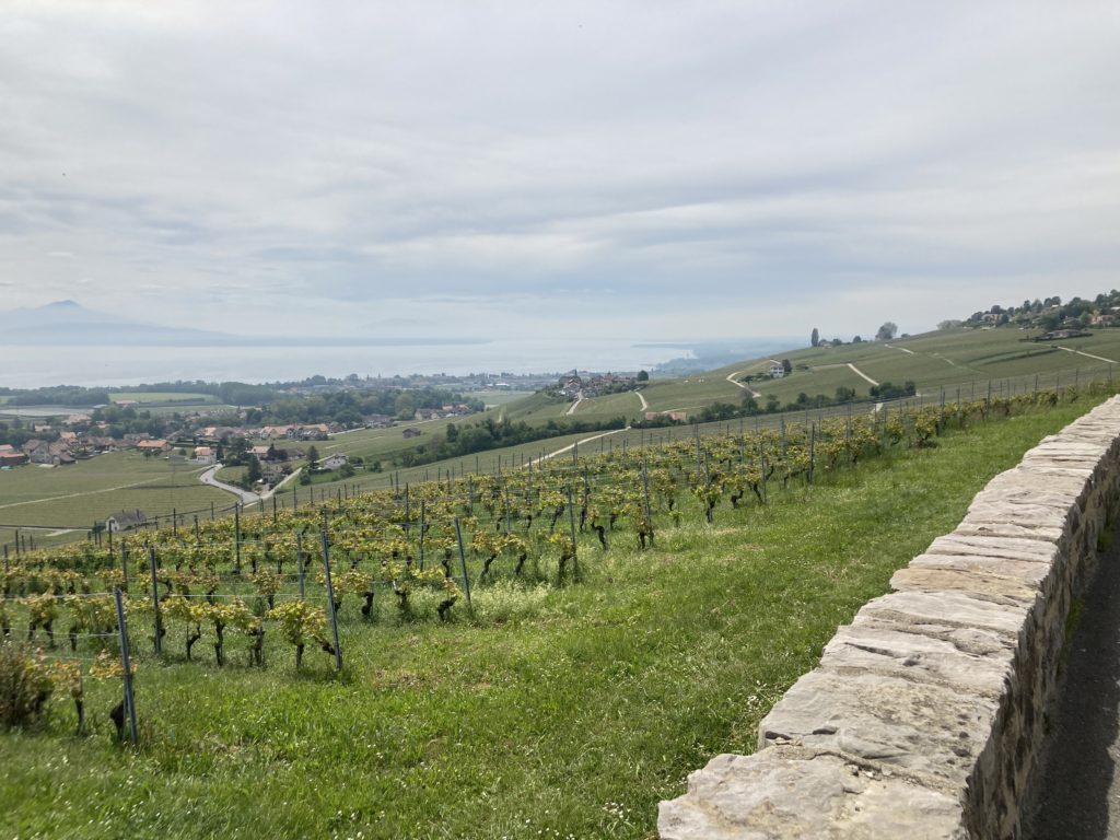 View from the vineyards