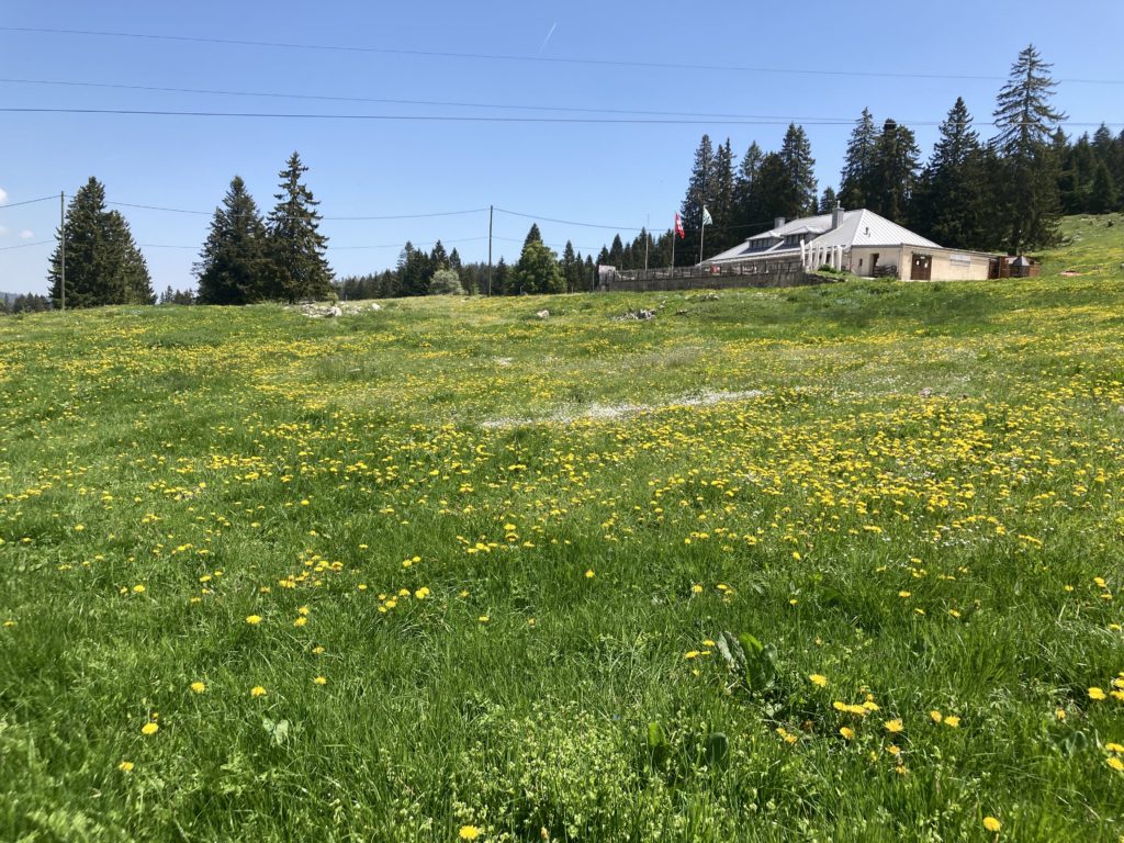 View of Cuvaloup with dandelions