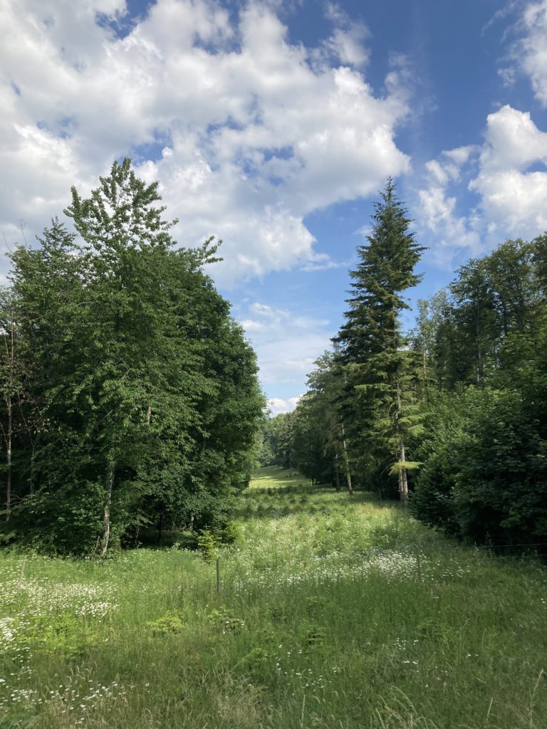 Trees and a meadow in a road bend