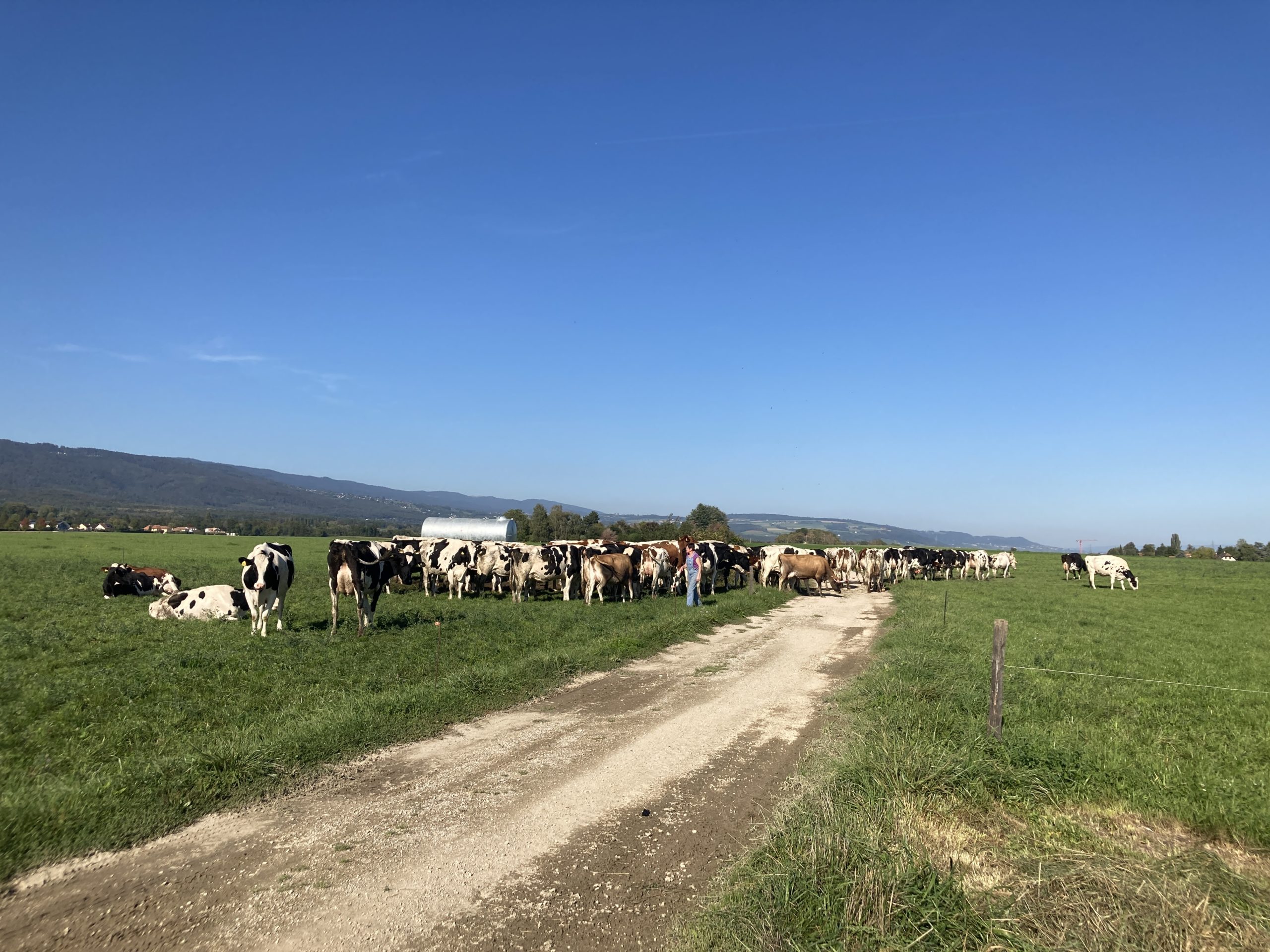 A Walk During Cow Rush Hour