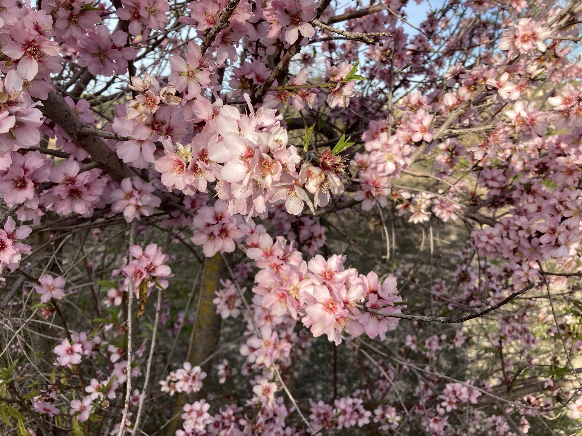 Spanish blossom