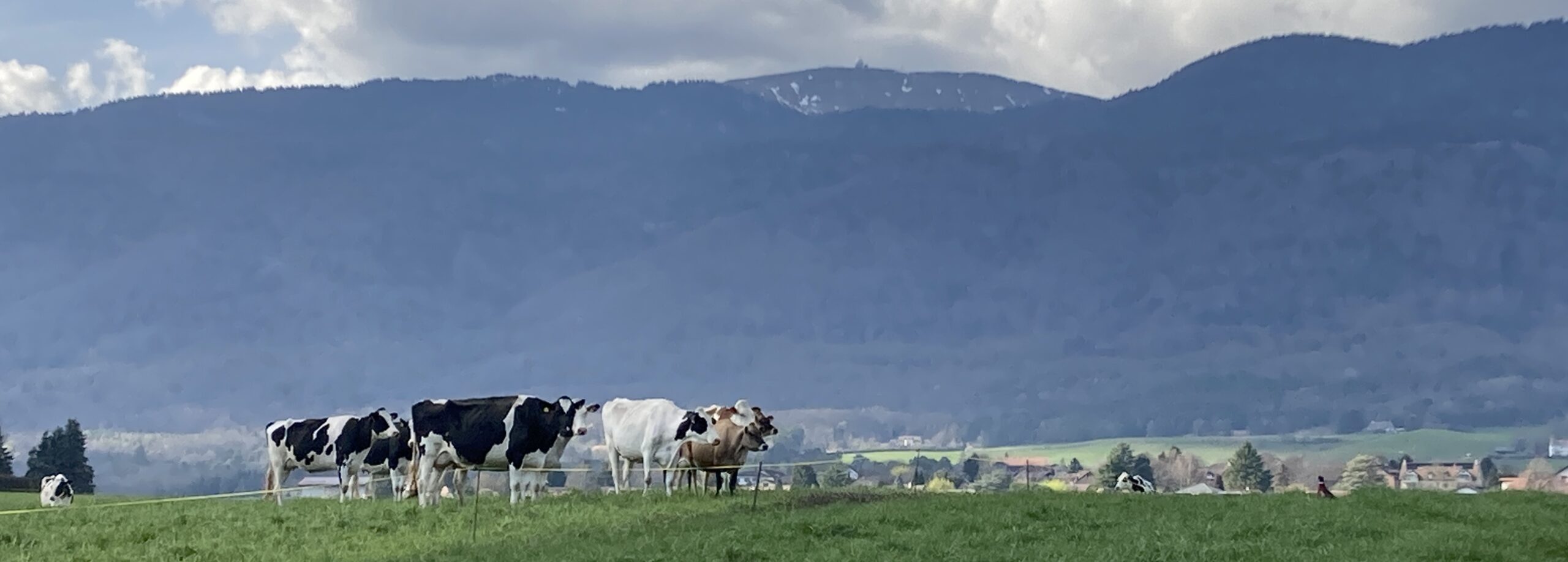 The Cow and Pheasant