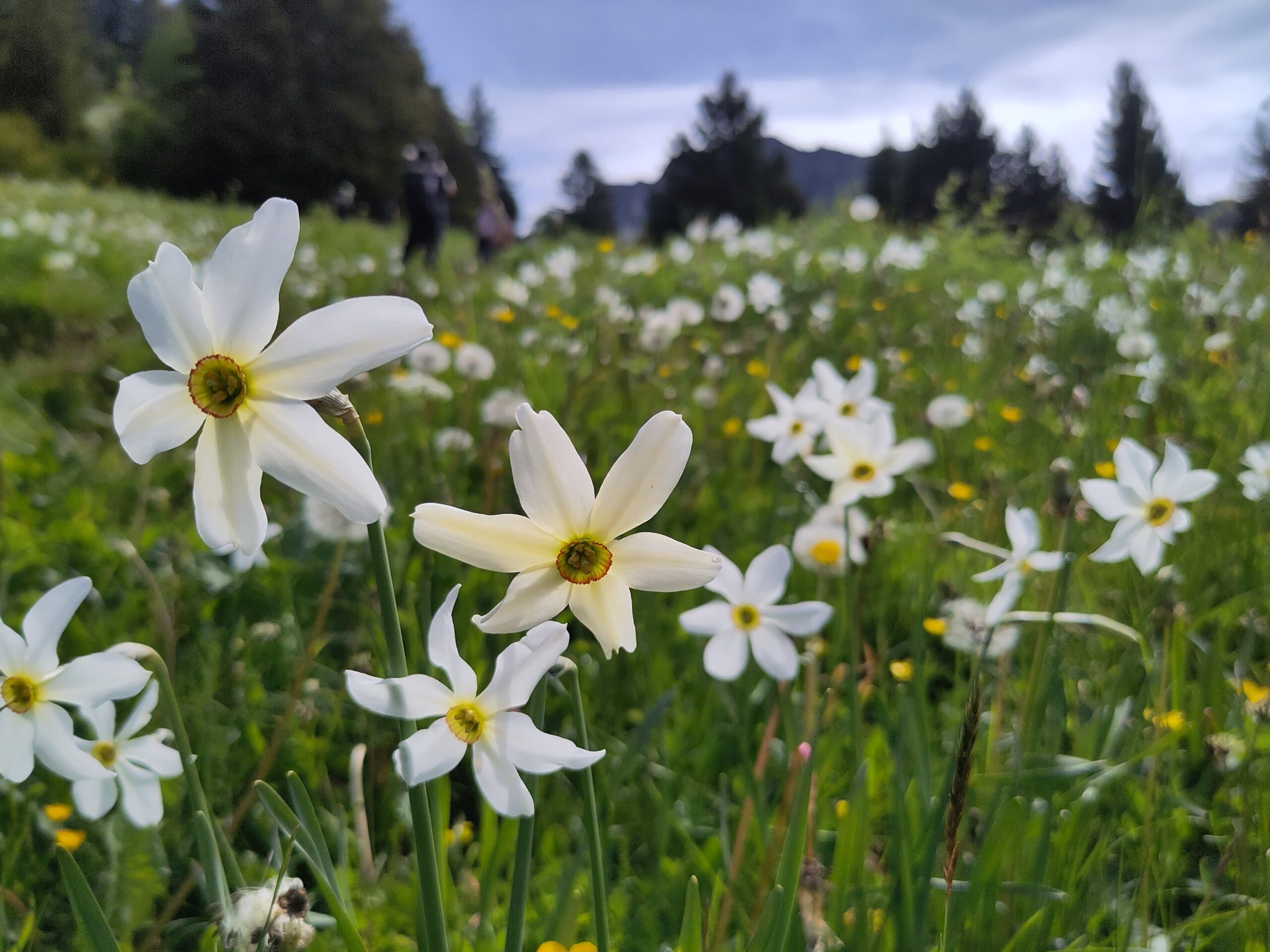 View of Narcisses on the way up to Jaman