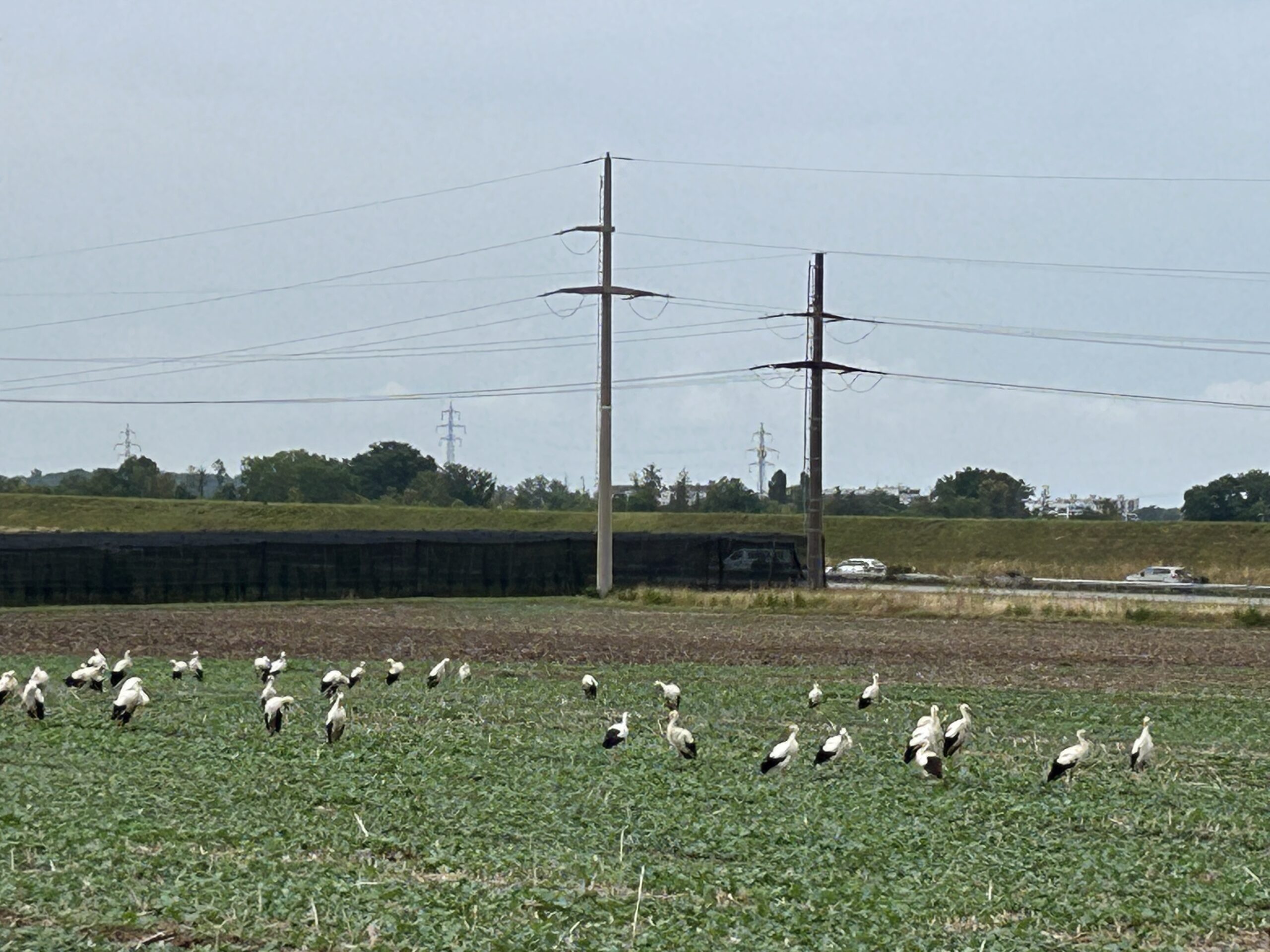 Storks in a field near Nyon, Vaud, Switzerland