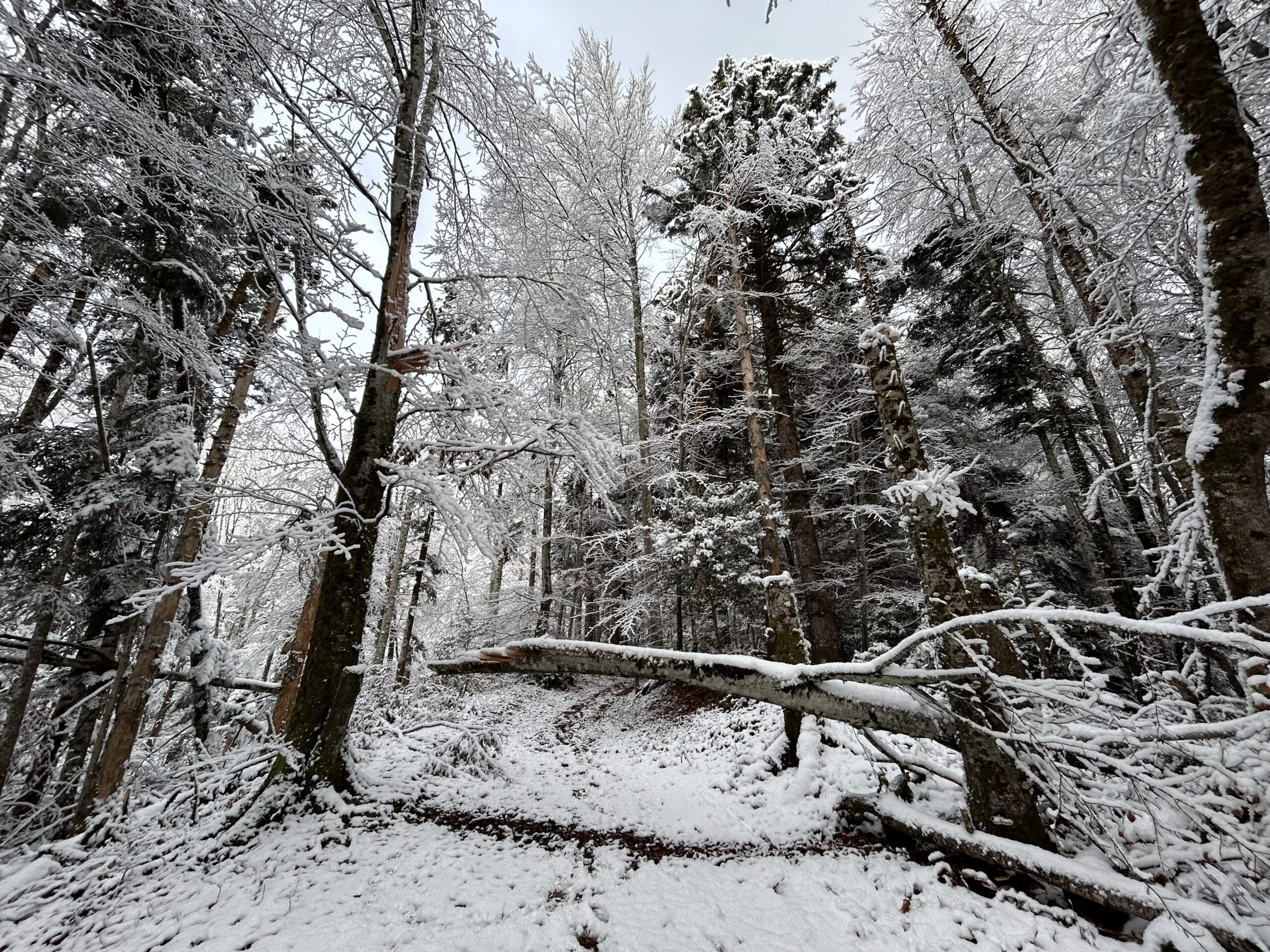 A Quick Photo Walk in the Snow
