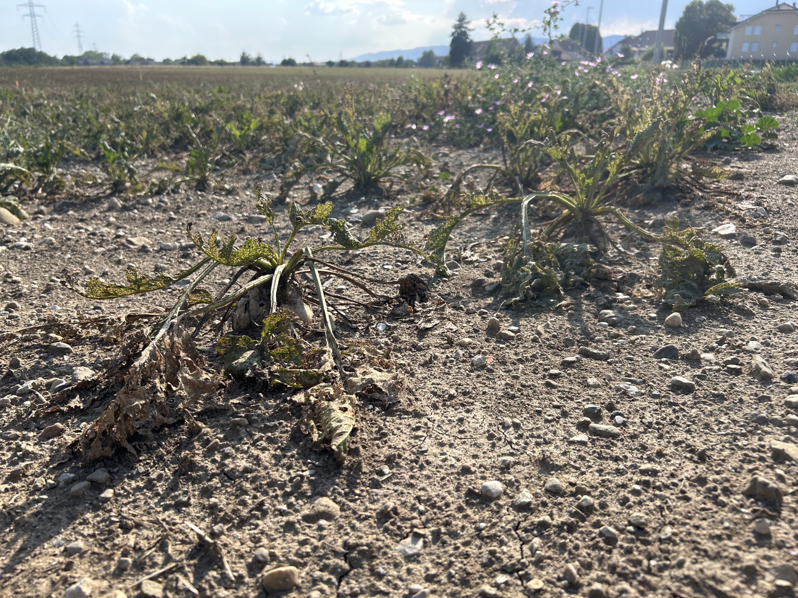 Drought affected sugarbeet in Eysins